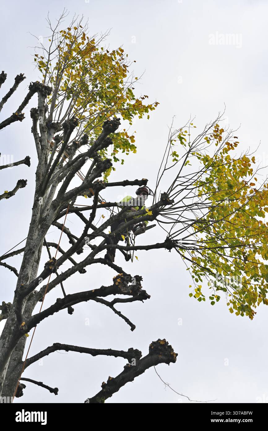 Un chirurgien d'arbre au travail élaguant des branches au citron vert de pollard Banque D'Images