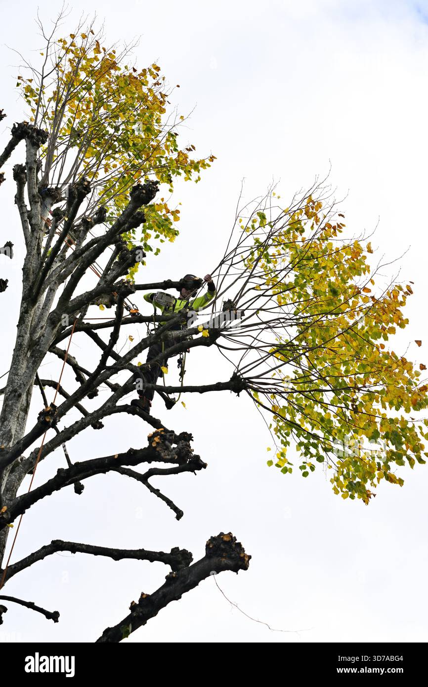 Un chirurgien d'arbre au travail élaguant des branches au citron vert de pollard Banque D'Images