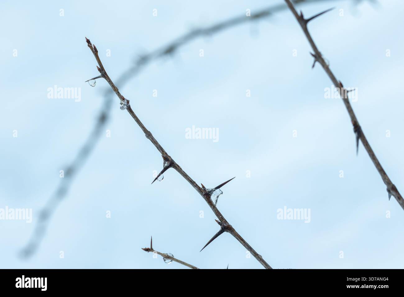Une branche de groseille à maquereau sèche avec des gouttes glacées sur ses épines aiguisées Banque D'Images