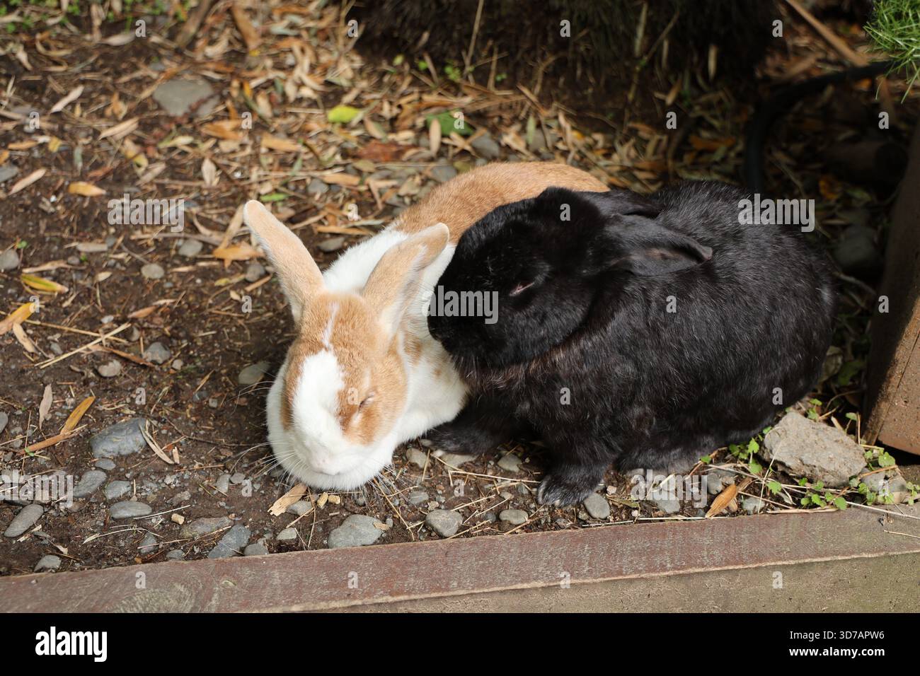 Deux lapins au repos Cuddling Rocky Ground Banque D'Images