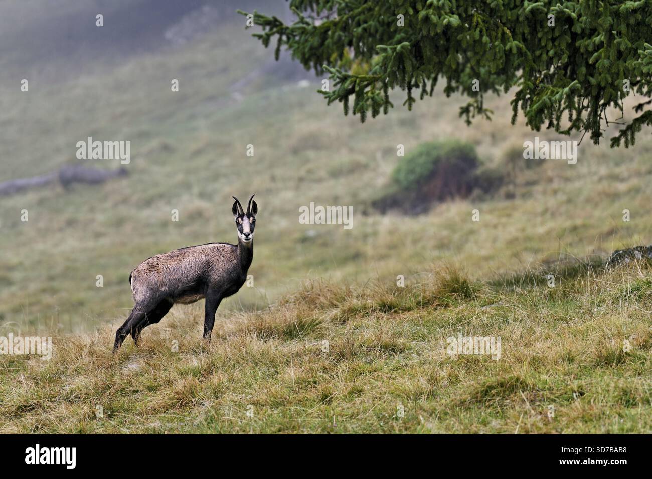 Chamois (Rupicapra rupicapra) debout dans un pré, Chamonix-Mont-Blanc, haute-Savoie, France Banque D'Images