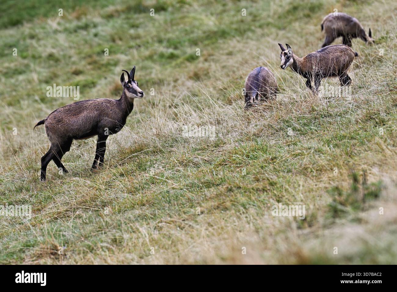 Un groupe de chamois (Rupicapra rupicapra) debout dans un pré, Chamonix-Mont-Blanc, haute-Savoie, France Banque D'Images