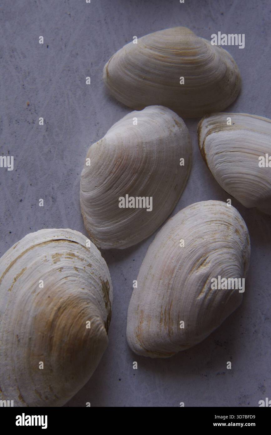 Quatre petits coquillages marins blancs disposés en diagonale sur un fond texturé bleu et turquoise ressemblant à de l'eau Banque D'Images