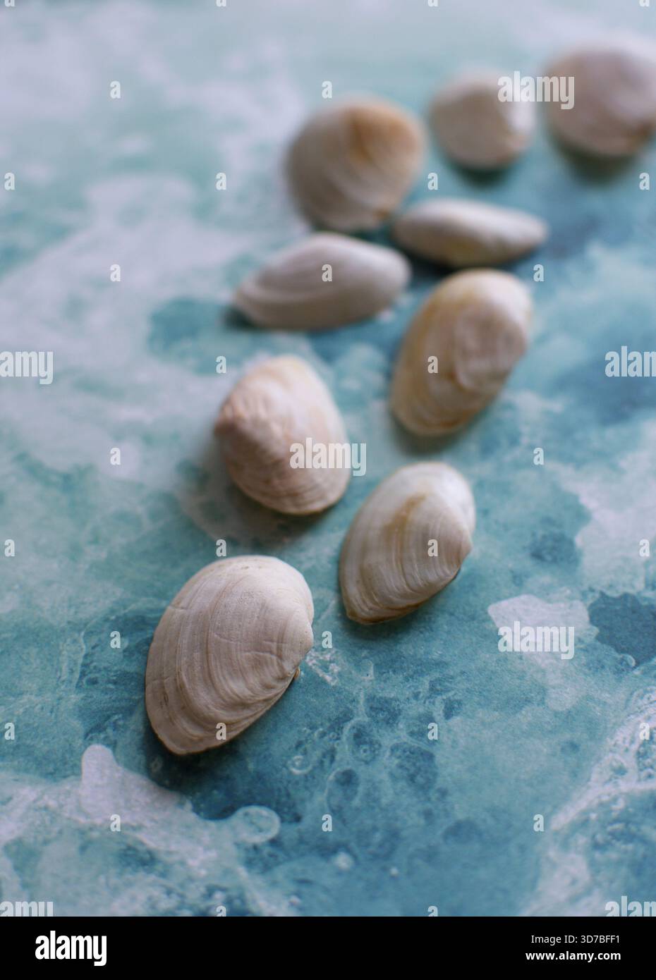 Quatre petits coquillages marins blancs disposés en diagonale sur un fond texturé bleu et turquoise ressemblant à de l'eau Banque D'Images