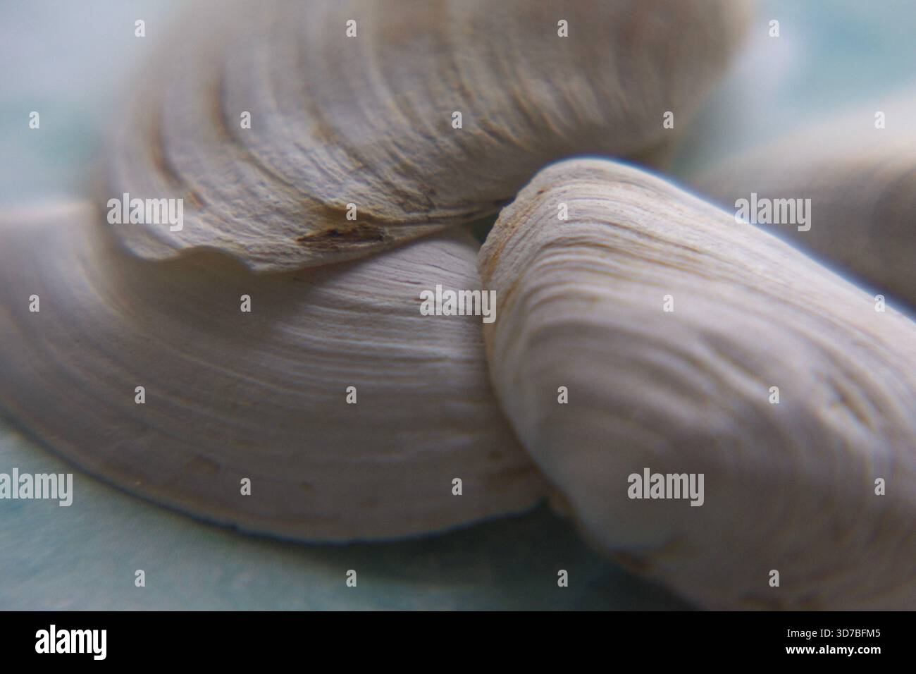 Quatre petits coquillages marins blancs disposés en diagonale sur un fond texturé bleu et turquoise ressemblant à de l'eau Banque D'Images