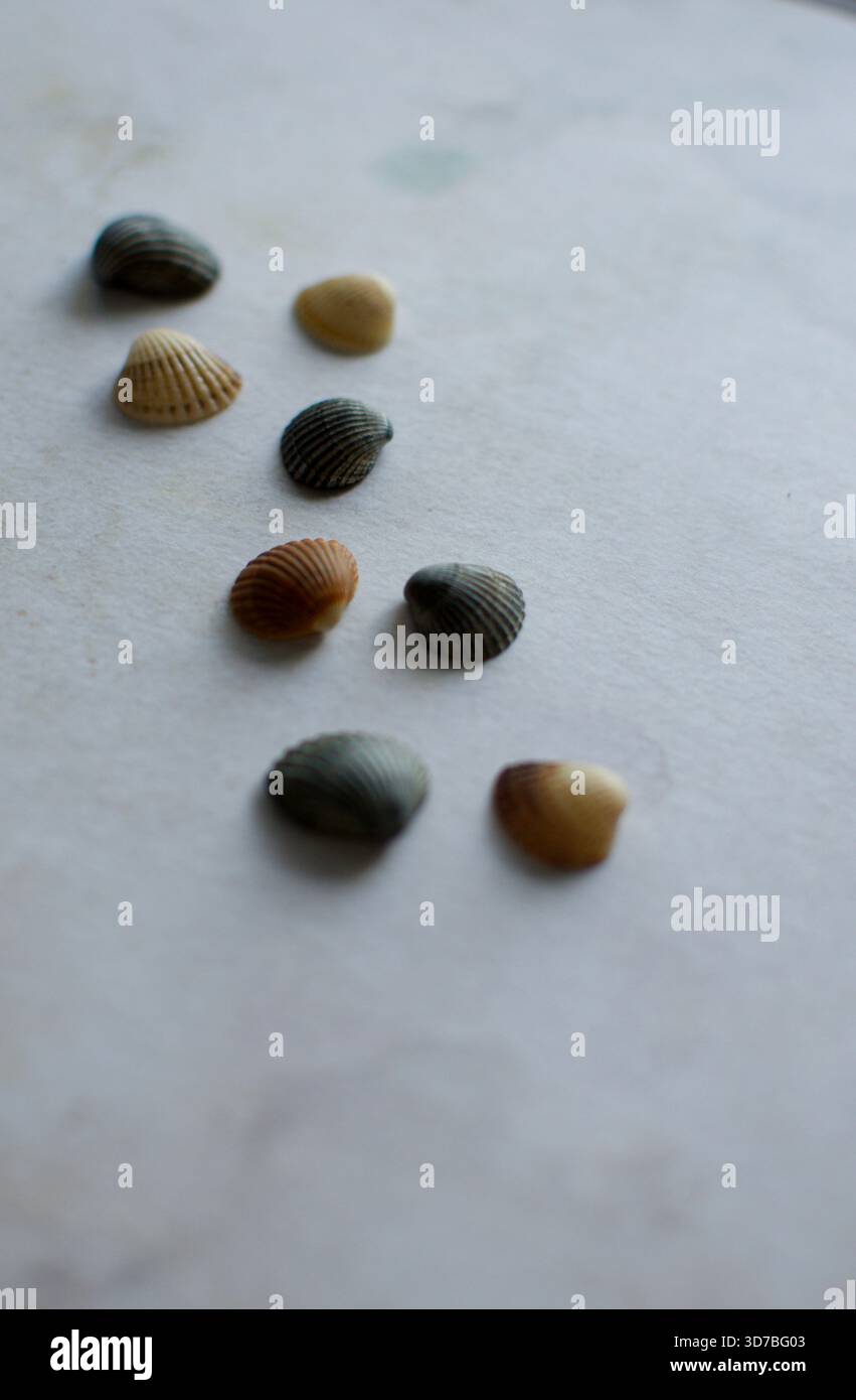 Quatre petits coquillages marins blancs disposés en diagonale sur un fond texturé bleu et turquoise ressemblant à de l'eau Banque D'Images