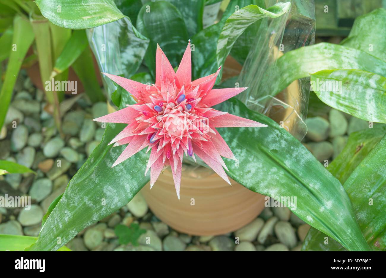 Gros plan d'une inflorescence rose éclatante d'Aechmea bromeliad avec de petites fleurs bleues entourées de feuilles vertes brillantes Banque D'Images