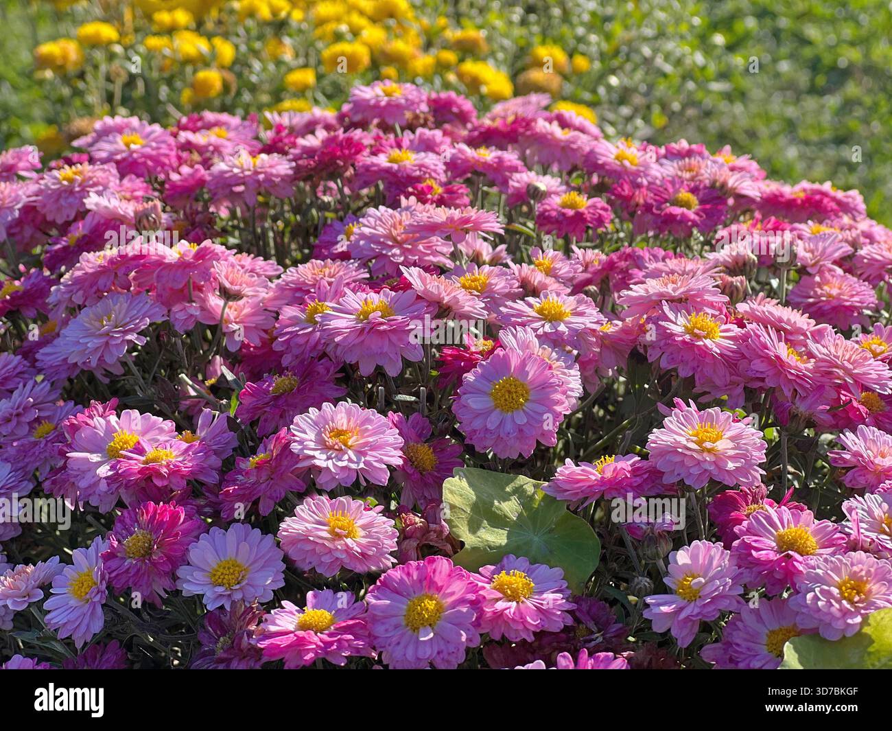 Belles fleurs roses chrysanthème dans le jardin Banque D'Images