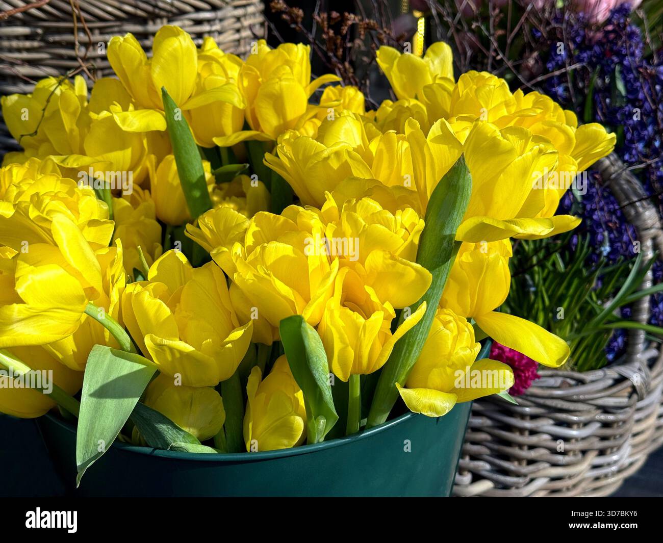 Bouquet de tuliipes jaunes dans le panier Banque D'Images