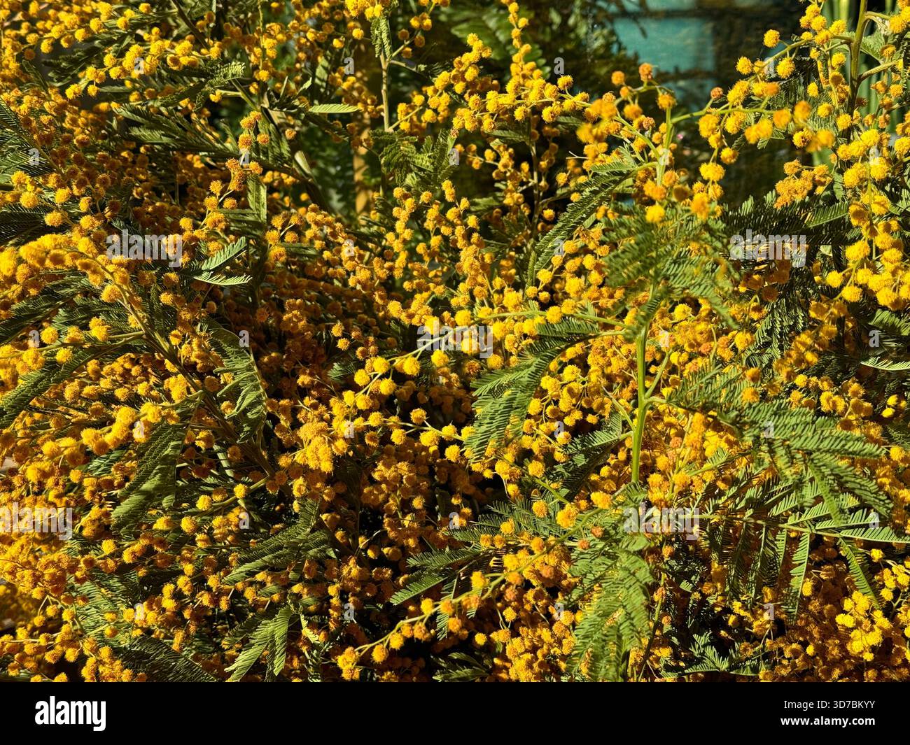 Fleurs jaunes mimosa acacia plante à fleurs Banque D'Images