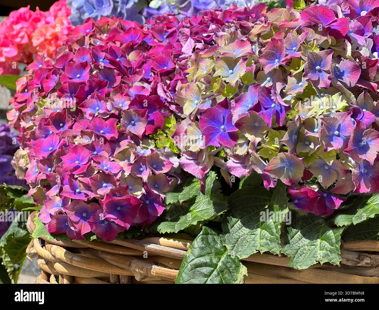 Belles fleurs d'hortensia pétales rose violet bleu Banque D'Images