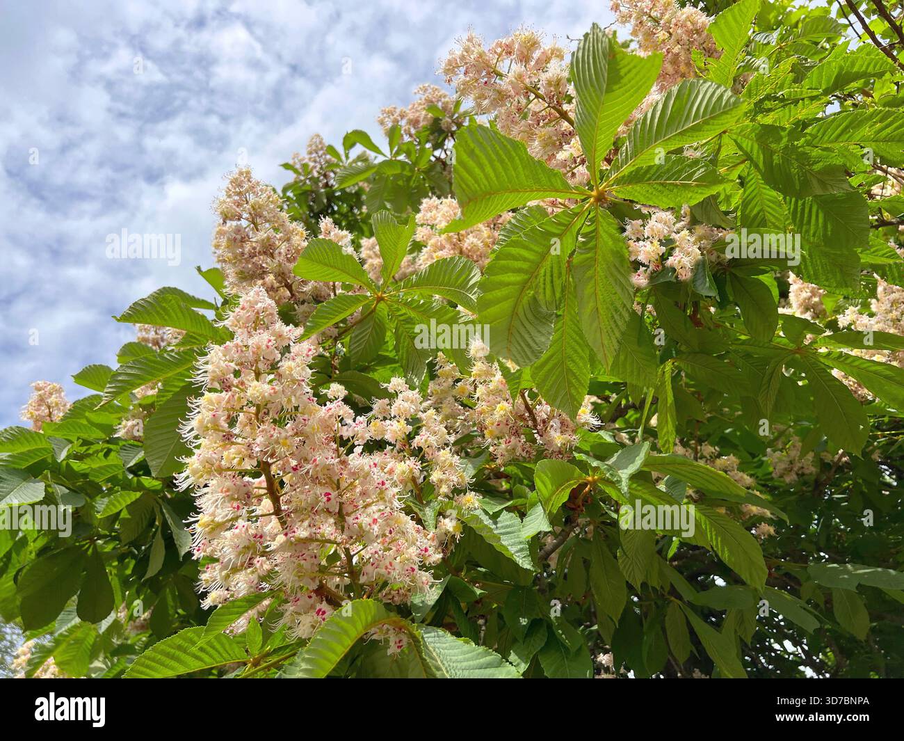 Châtaignier arbre blanc bougies fleurs dans le parc de printemps Banque D'Images