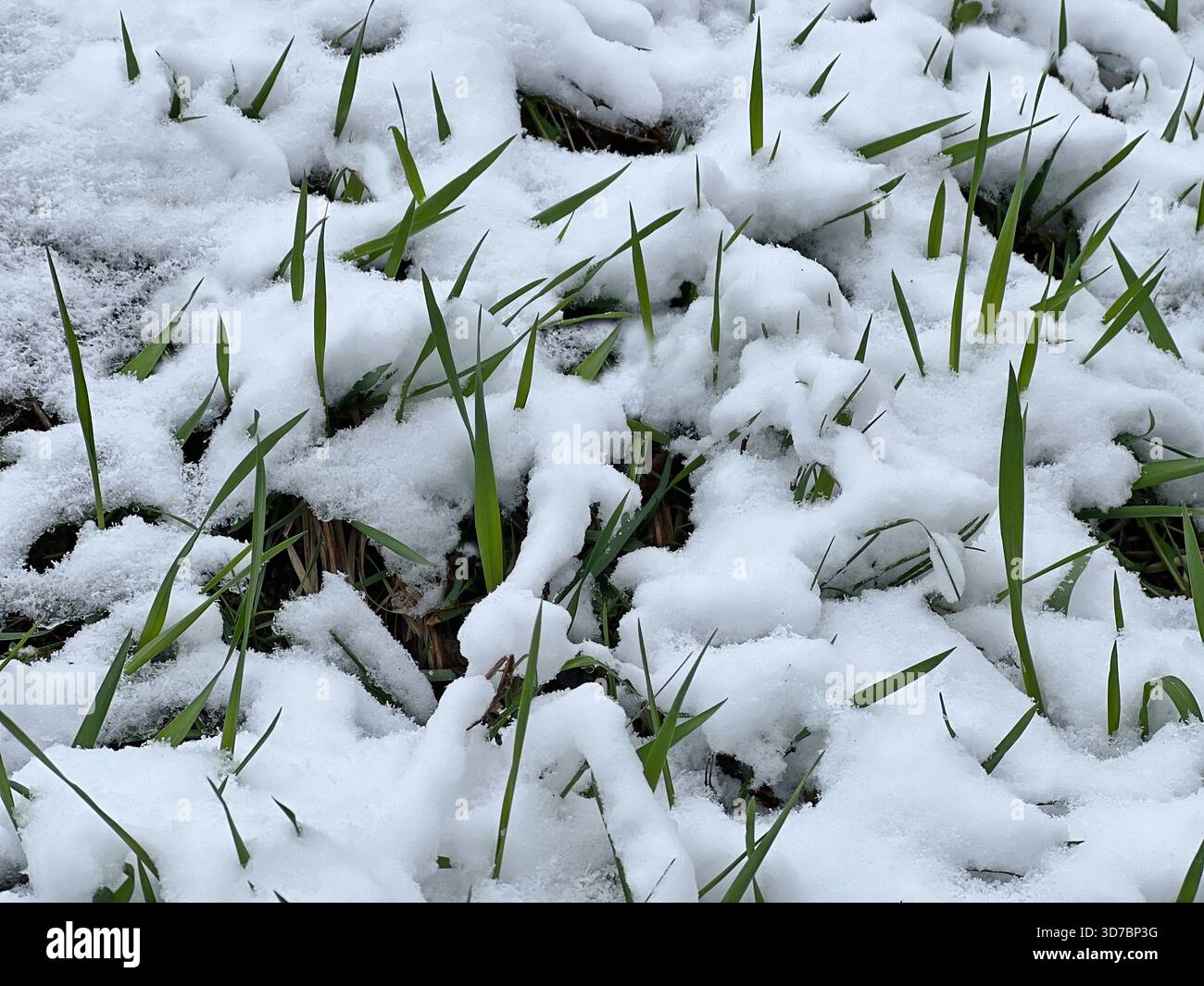 Herbe dans la neige au début de l'hiver I Banque D'Images