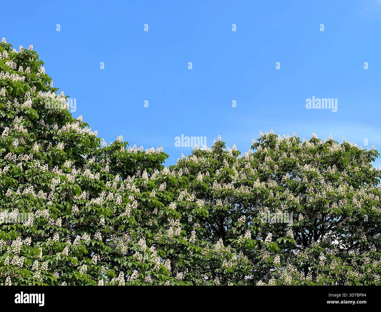 Châtaigniers blancs à fleurs dans le parc de printemps Banque D'Images