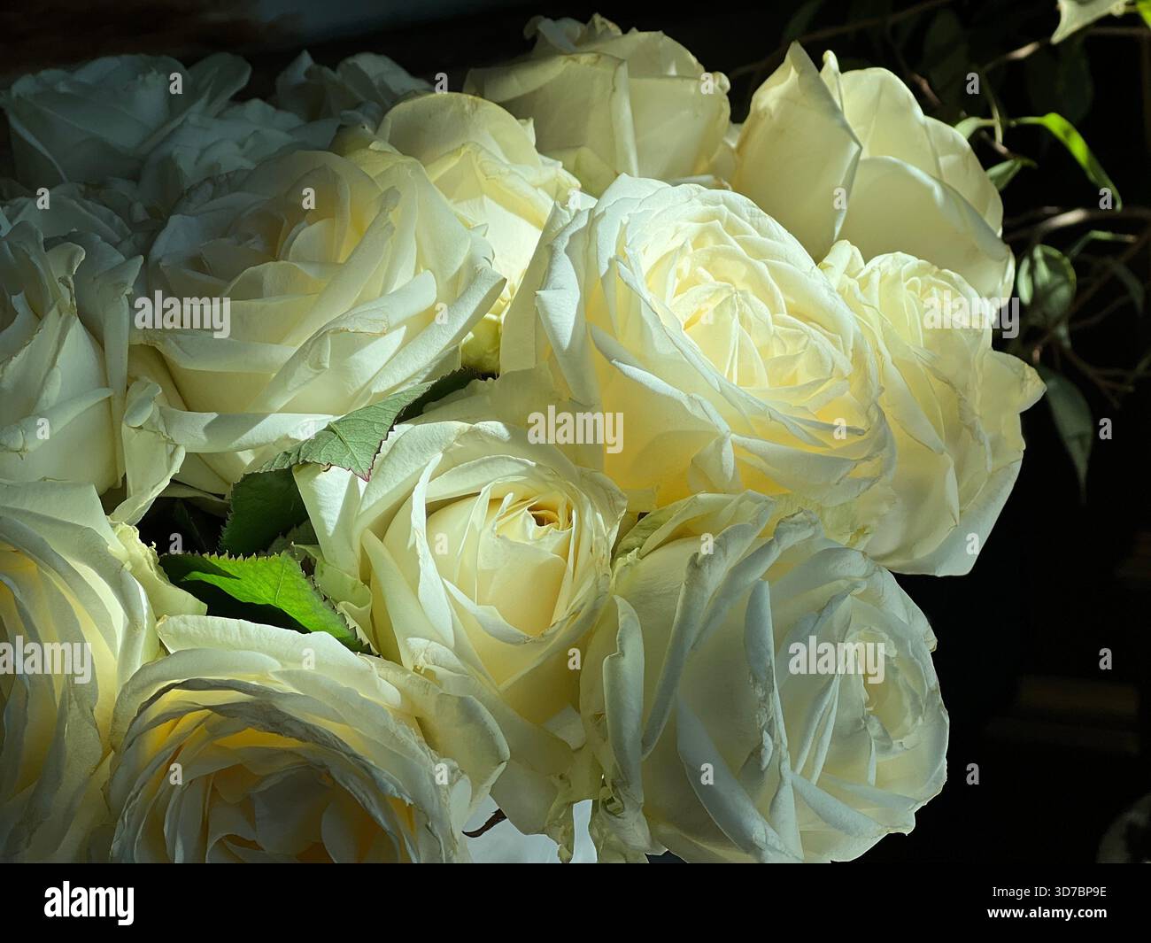 Les roses blanches fleurissent dans l'obscurité Banque D'Images