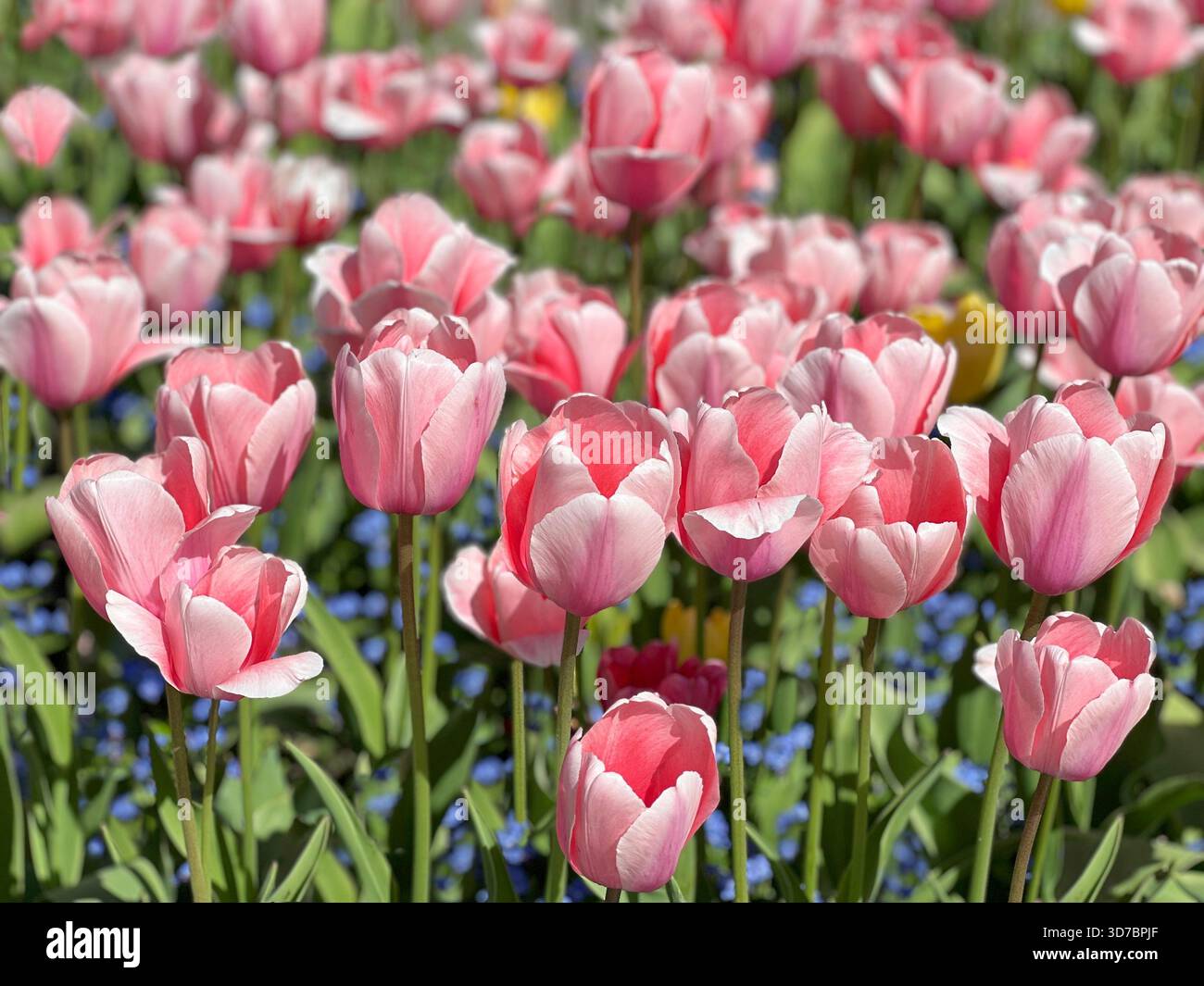 Belles fleurs de tulipes roses en parterre de fleurs Banque D'Images