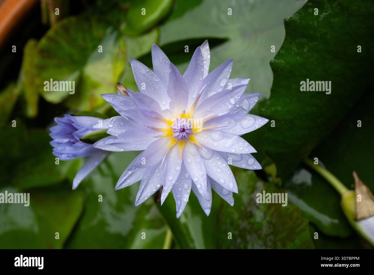 Gros plan du lotus bleu de la fleur de lavande de lys au jardin botanique tropical national de Kauai Hawaii, aux États-Unis Banque D'Images