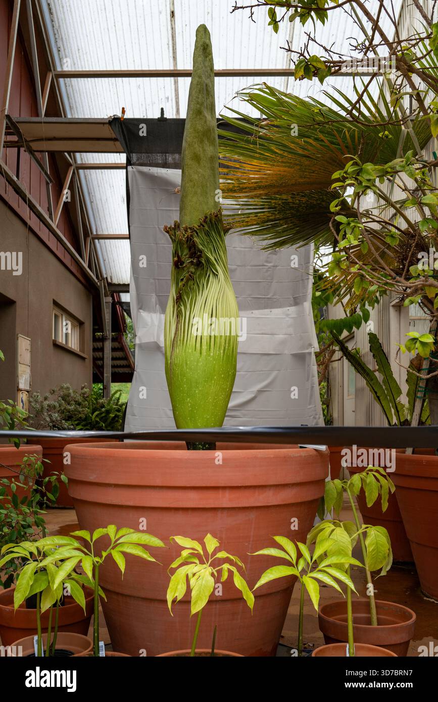 Une fleur de cadavre (Amorphophallus titanum) pousse dans une serre du jardin botanique tropical national, entourée de semis dans des pots de pépinière. Banque D'Images