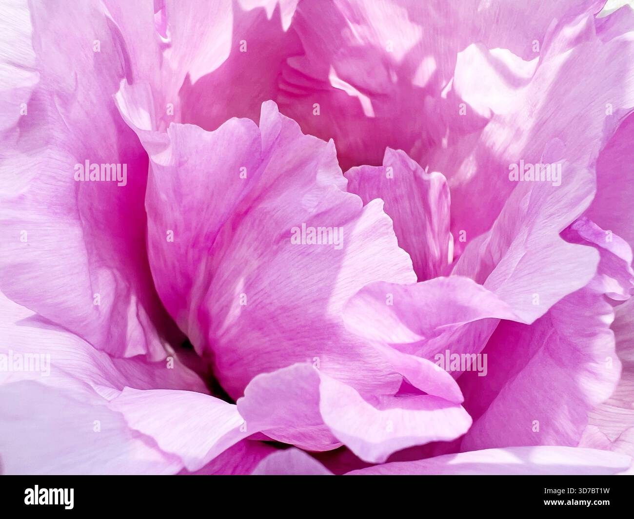 Beaux pétales de fleurs rose blanc fleur de pivoine Banque D'Images