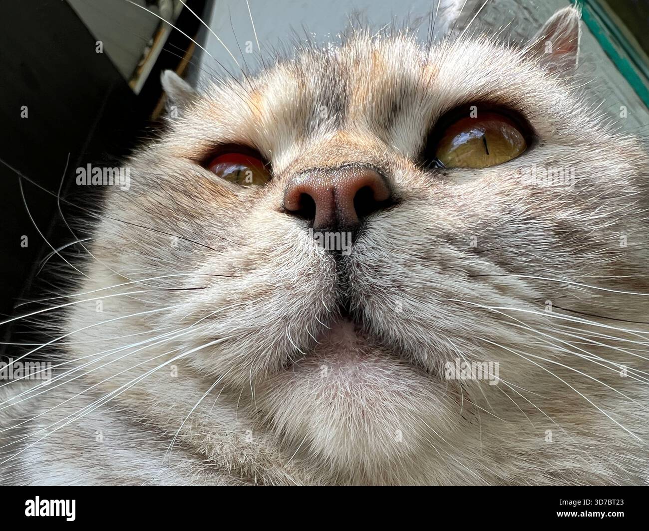 Chat adorable visage en gros plan Banque D'Images