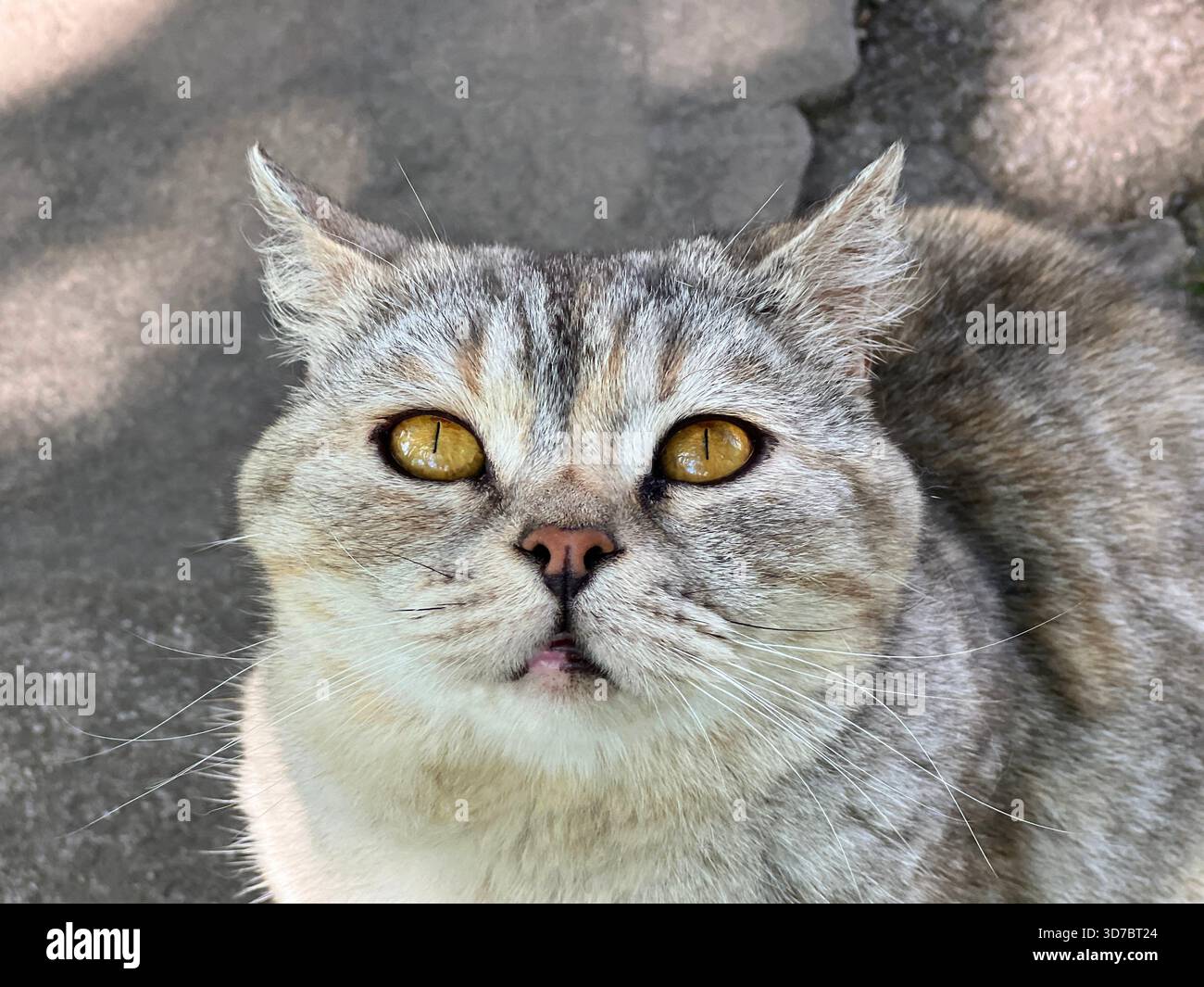 Chat adorable animal de compagnie regardant dans la caméra Banque D'Images