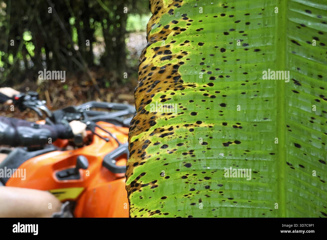 Gros plan la feuille de banane verte avec une maladie fongique montre une infection à taches noires. Problème agricole en milieu naturel tropical, maladie des plantes et pathogène Banque D'Images