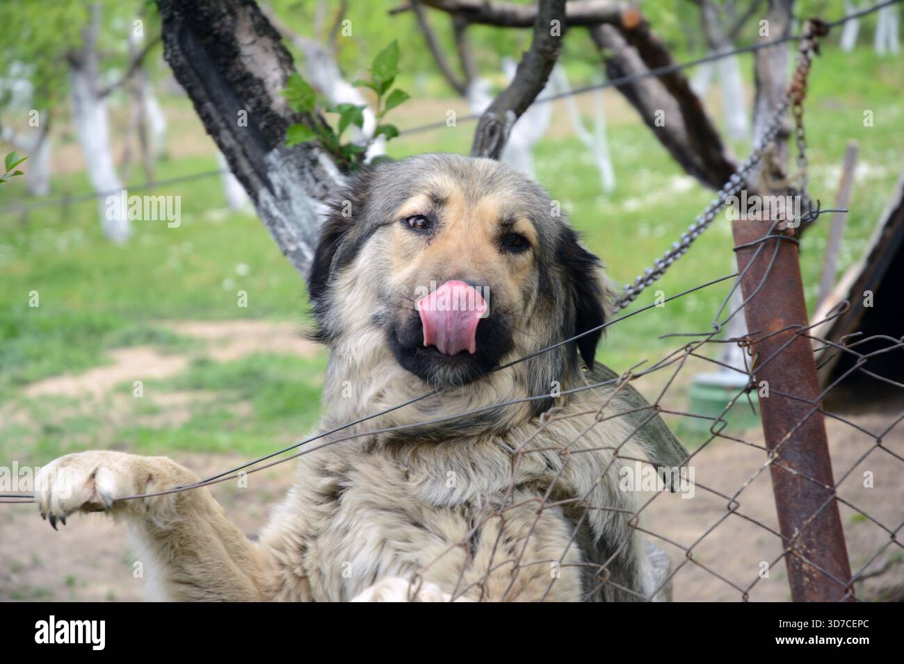 chien heureux devant la caméra debout sur la clôture métallique et cour privée avec de l'herbe verte derrière Banque D'Images