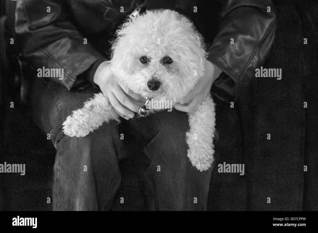Coton Puff Puppy. Teintes monochromes. Banque D'Images