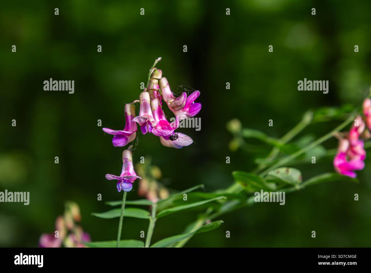 Lathyrus Niger avec ses fleurs violettes vibrantes et ses feuilles composées prospère dans une forêt verdoyante améliorant la beauté naturelle de son environnement serein s. Banque D'Images