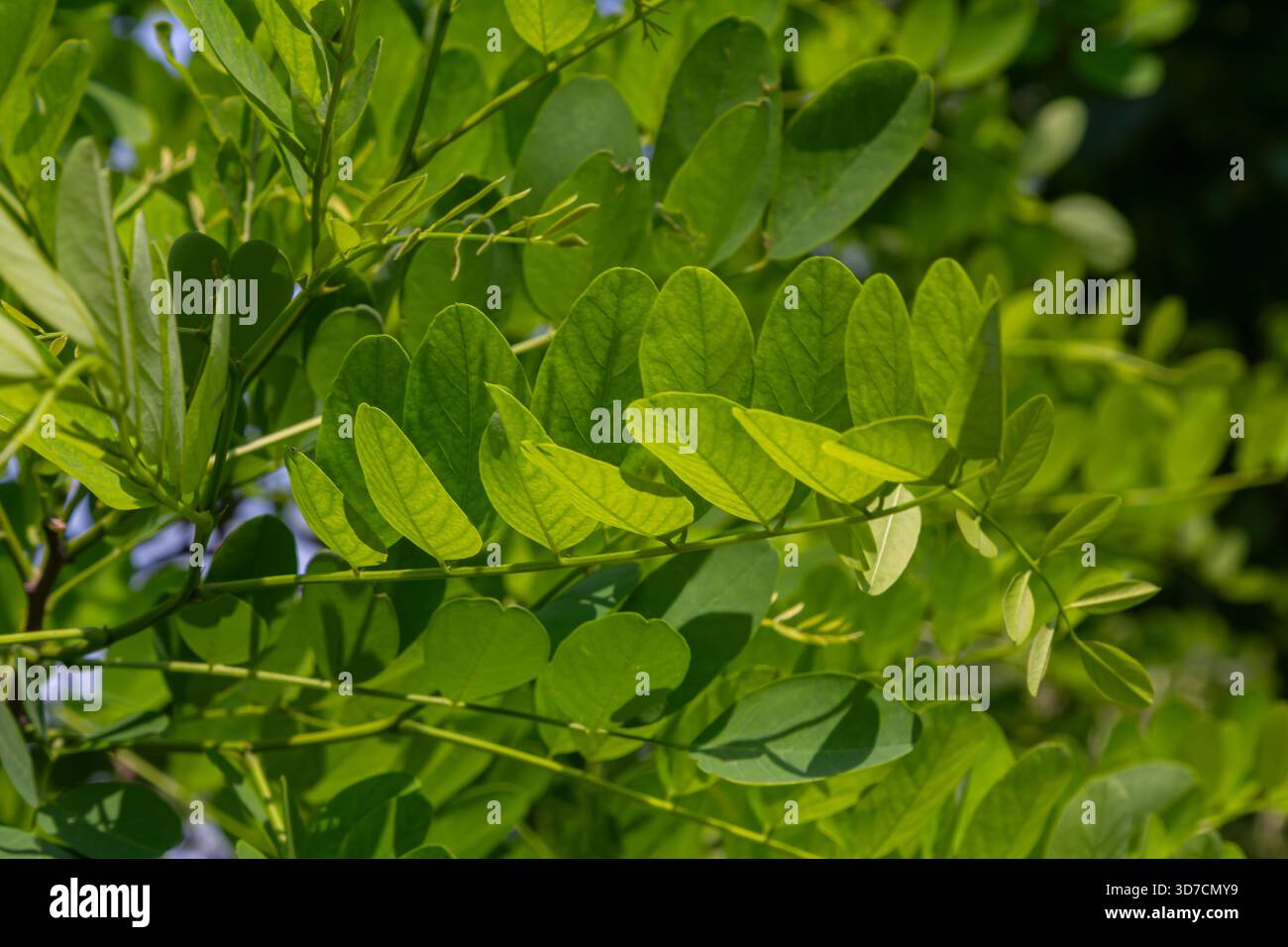 La lumière du soleil filtre à travers le feuillage vert luxuriant de Robinia pseudoacacia mettant en valeur les délicates fleurs blanches parfumées qui fleurissent au milieu de la vibrante lea Banque D'Images