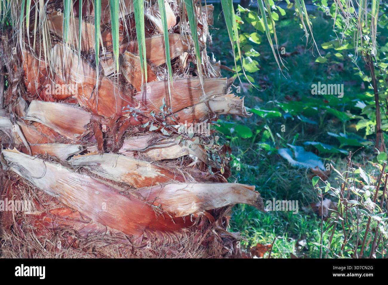 Gros plan sur le tronc de palmier en couches avec textures fibreuses et feuilles vertes environnantes dans un cadre naturel extérieur. Banque D'Images