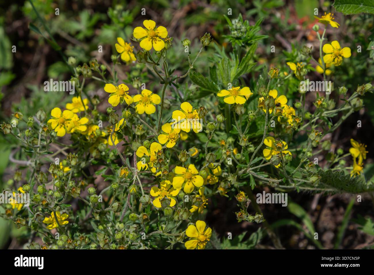 Des fleurs jaunes à cinq pétales fleurissent sur un Cinquefoil ensanglanté entouré de feuilles argentées dans un jardin ensoleillé. Cette plante herbacée prospère dans la chaleur du printemps Banque D'Images