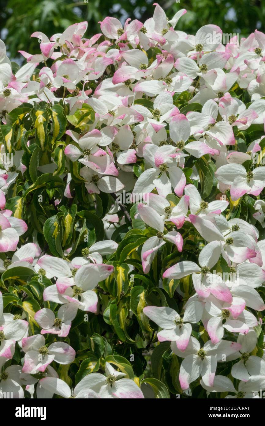 Cornus 'Gold Star' fleurs blanches Banque D'Images