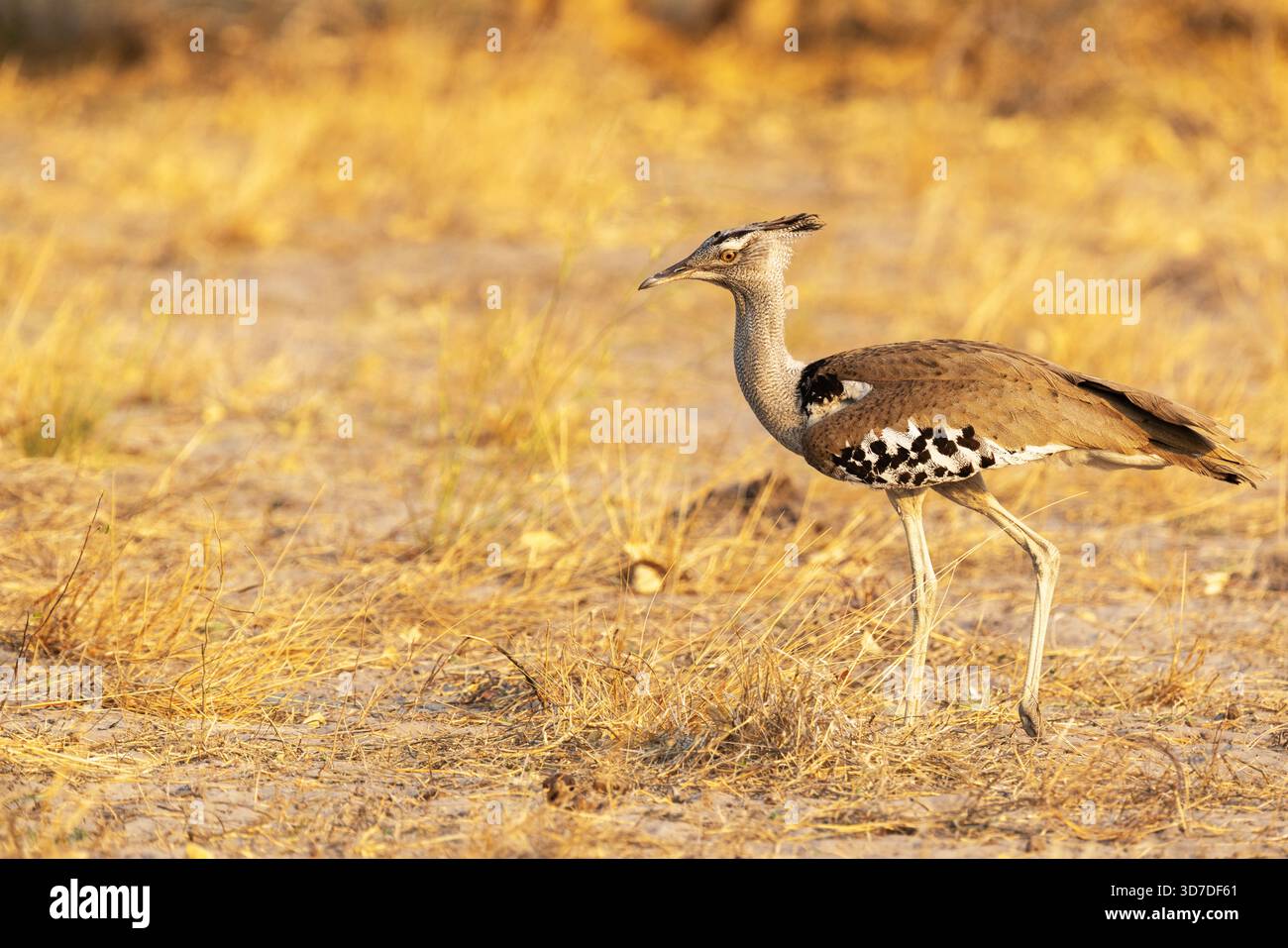 Outarde Kori marchant dans l'herbe sèche pendant l'heure dorée près de Savuti dans le parc national de Chobe, Botswana Banque D'Images