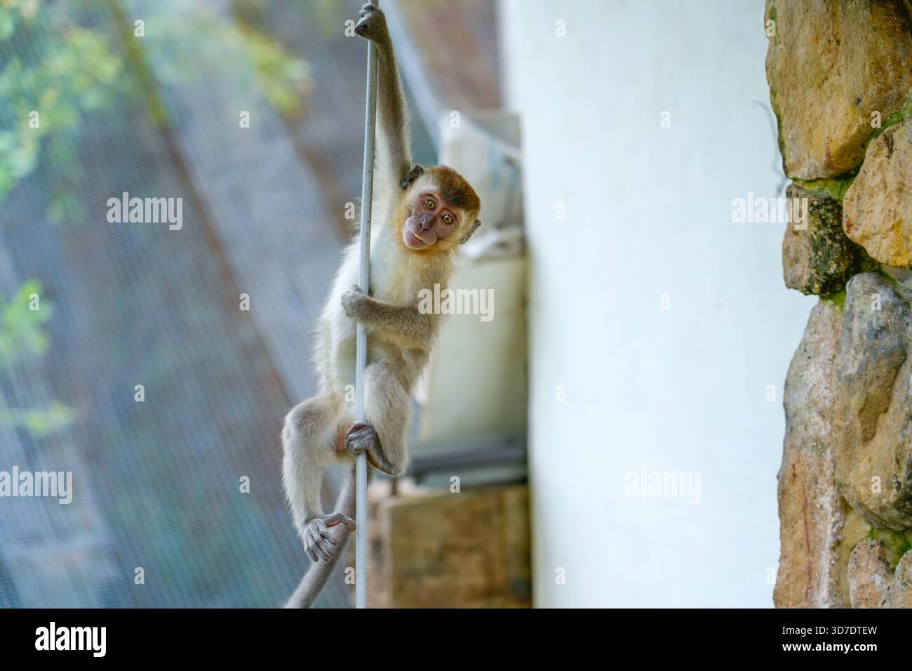 APE accroché à une corde dans la jungle et regarde autour. Banque D'Images