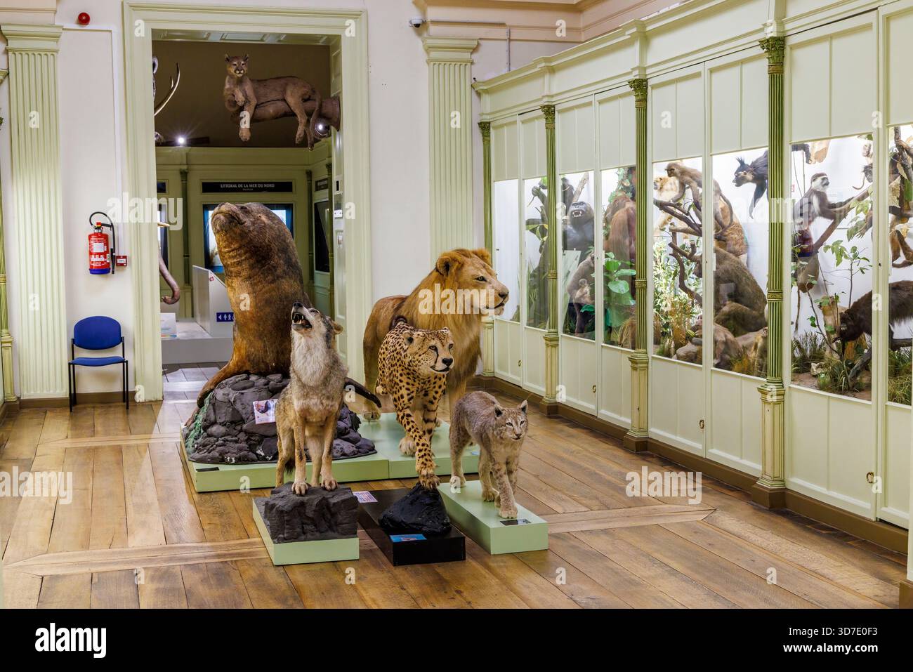 Animaux en peluche dont le lion et le tigre, exposition du musée, Tournai, Belgique Banque D'Images