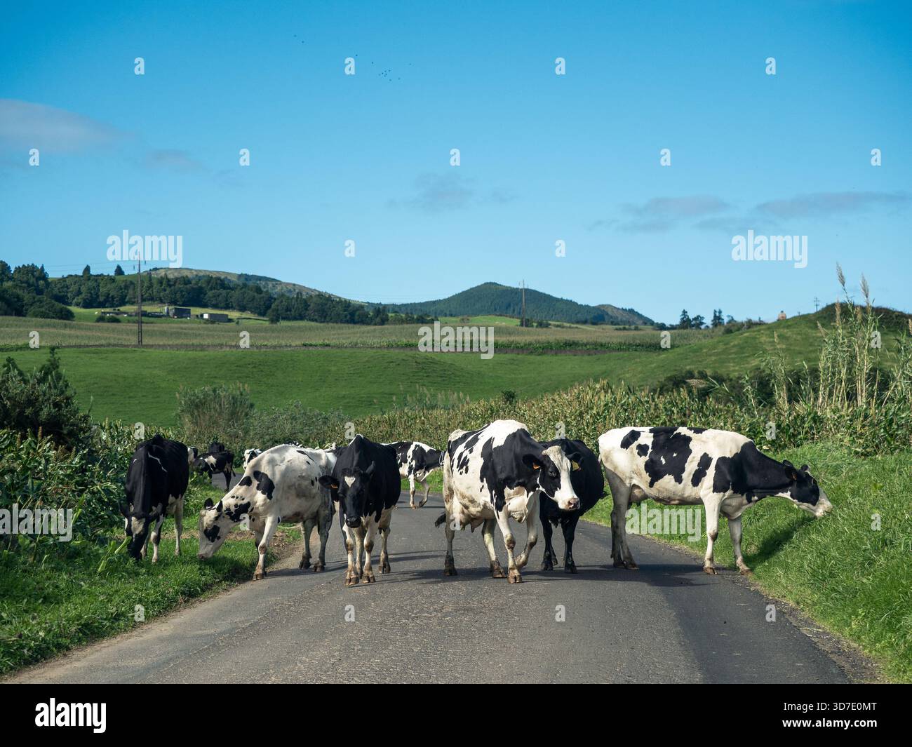 Vaches laitières noires et blanches bloquant une route de campagne sur l'île de São Miguel, aux Açores. Scène rurale typique dans la campagne portugaise avec des collines verdoyantes et fa Banque D'Images