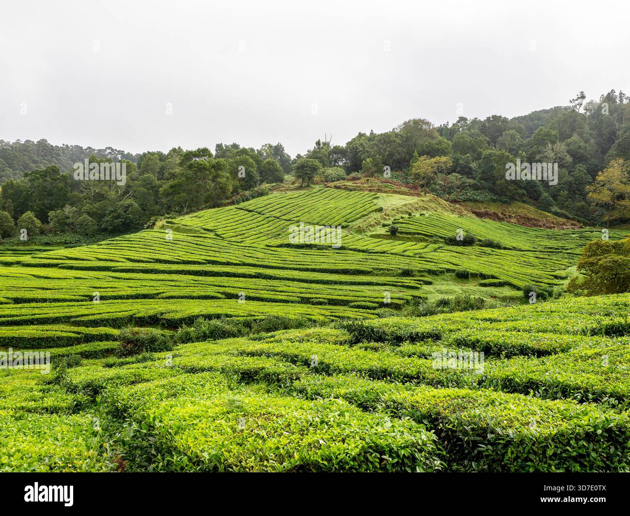 Champs de thé vert luxuriants de la plantation Gorreana sur São Miguel aux Açores, au Portugal – la seule plantation de thé en Europe, sur une colline boisée Banque D'Images