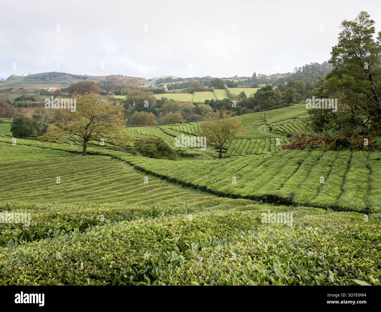 Vue sereine des champs de thé Gorreana sur l'île de São Miguel, Açores, Portugal, avec des rangées en terrasses et des arbres parsemant le paysage verdoyant des plantations. Banque D'Images