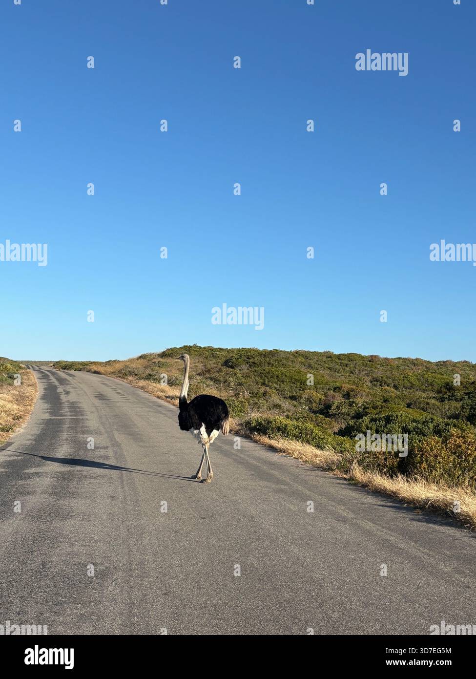 Une autruche sauvage marchant le long d'une route assez pavée entourée de végétation naturelle en Afrique du Sud - Image de stock capturée avec un smartphone