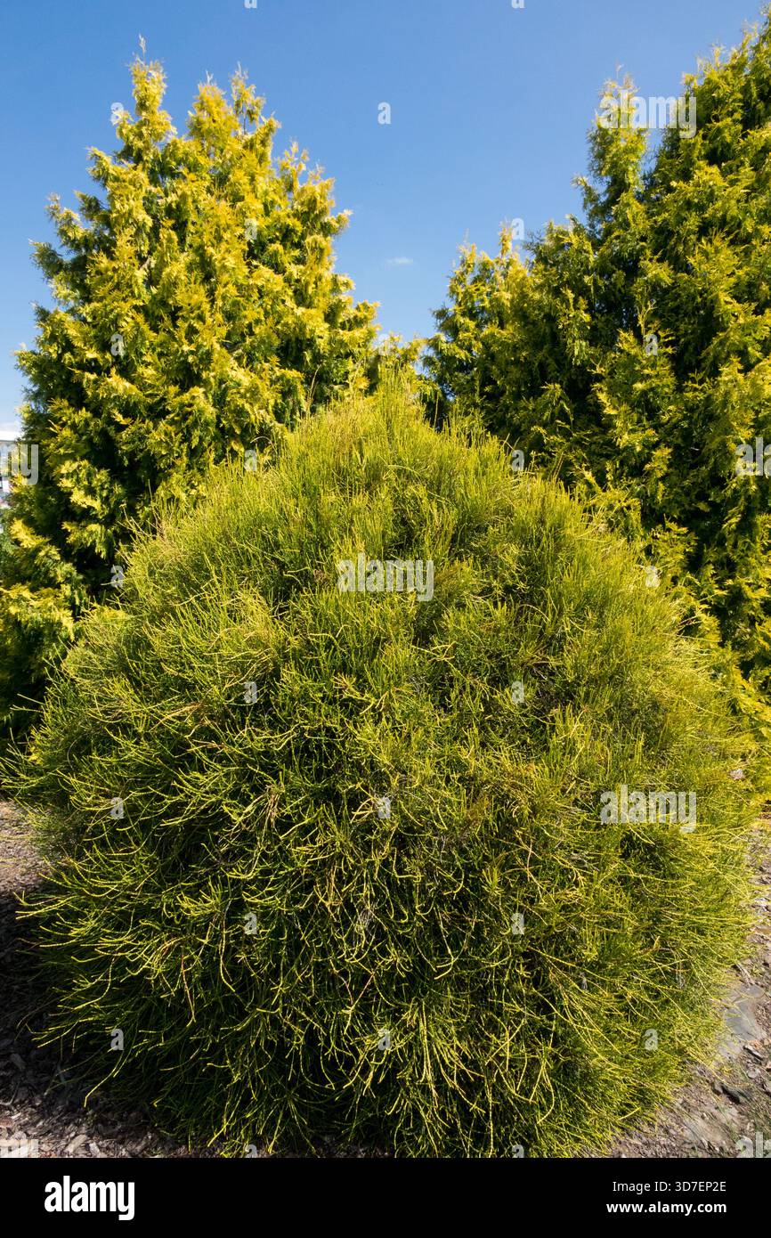Oriental Arborvitae Platycladus orientalis 'Franky Boy' aka Thuja Banque D'Images