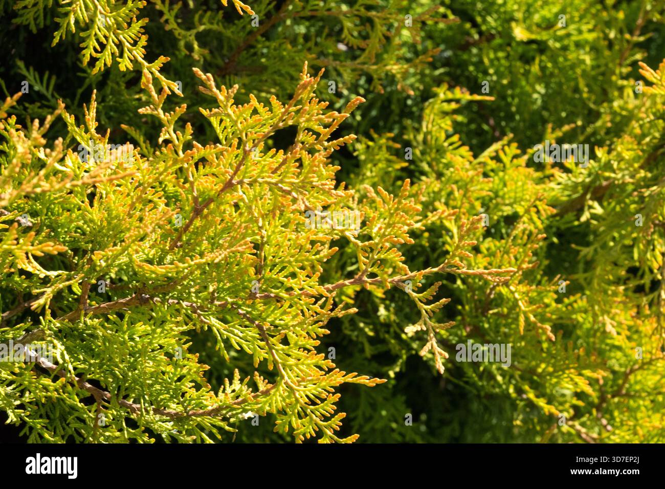Thuja occidentalis 'Rheingold' American Arborvitae cèdre blanc de l'est cèdre blanc du Nord Banque D'Images