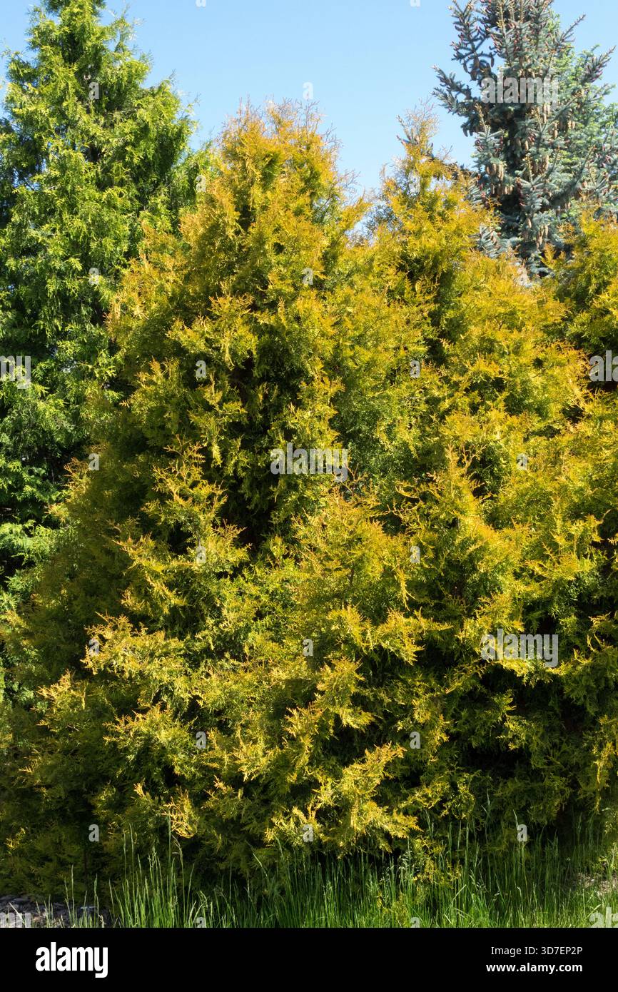 Thuja occidentalis 'Rheingold' Banque D'Images