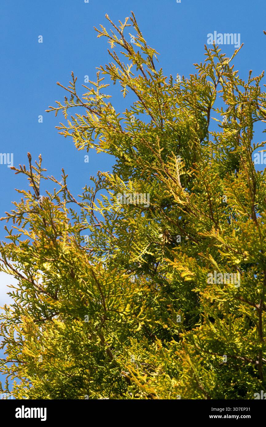 Thuja occidentalis 'Rheingold' American Arborvitae Banque D'Images