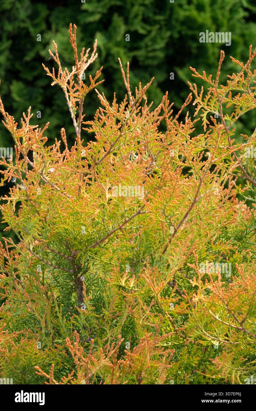 Thuja occidentalis 'Fire Chief' cèdre blanc du Nord cèdre blanc de l'est Arborvitae américain Banque D'Images