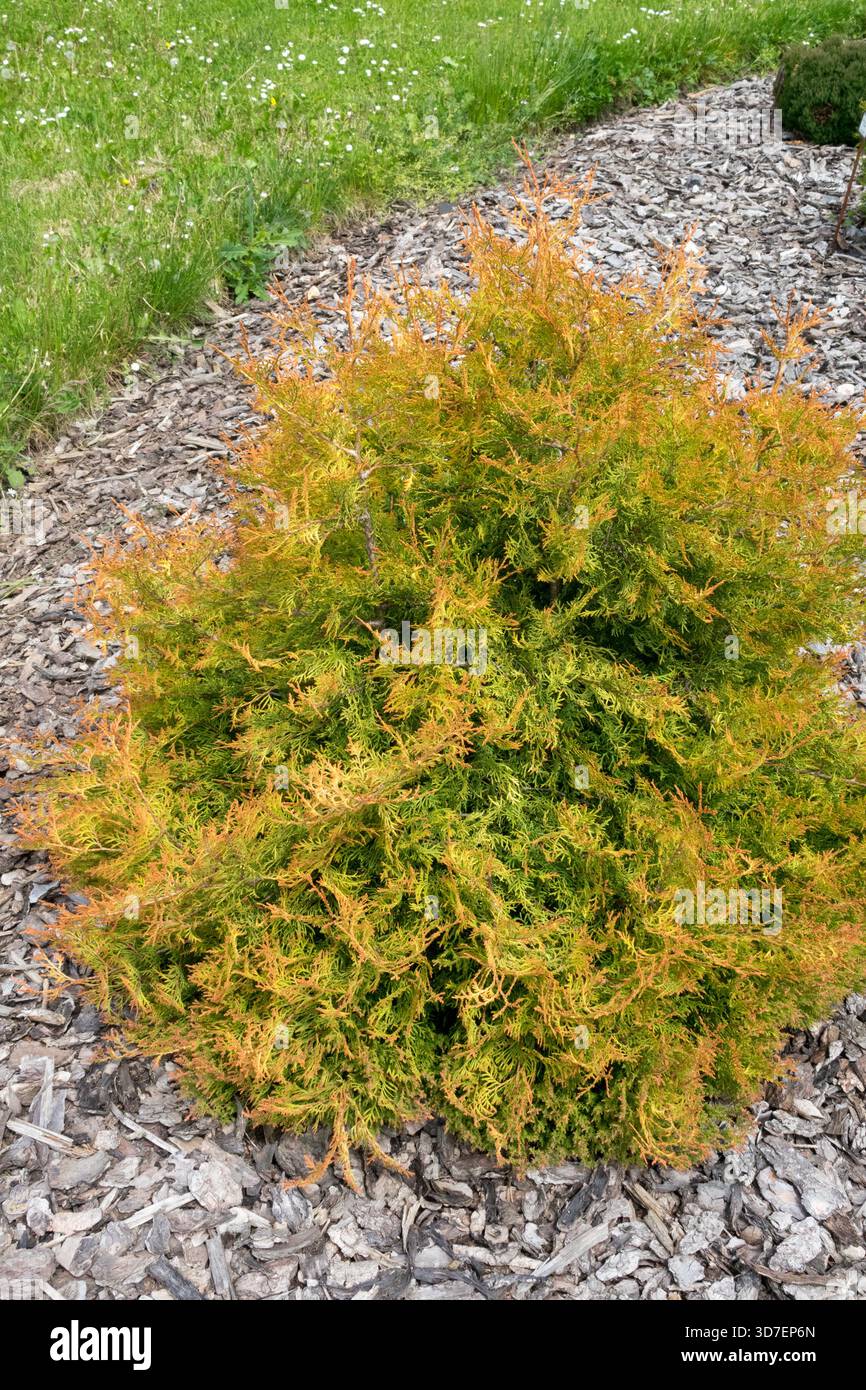 Thuja occidentalis 'Fire Chief' nain, arrondi, conifère en forme de dôme Banque D'Images