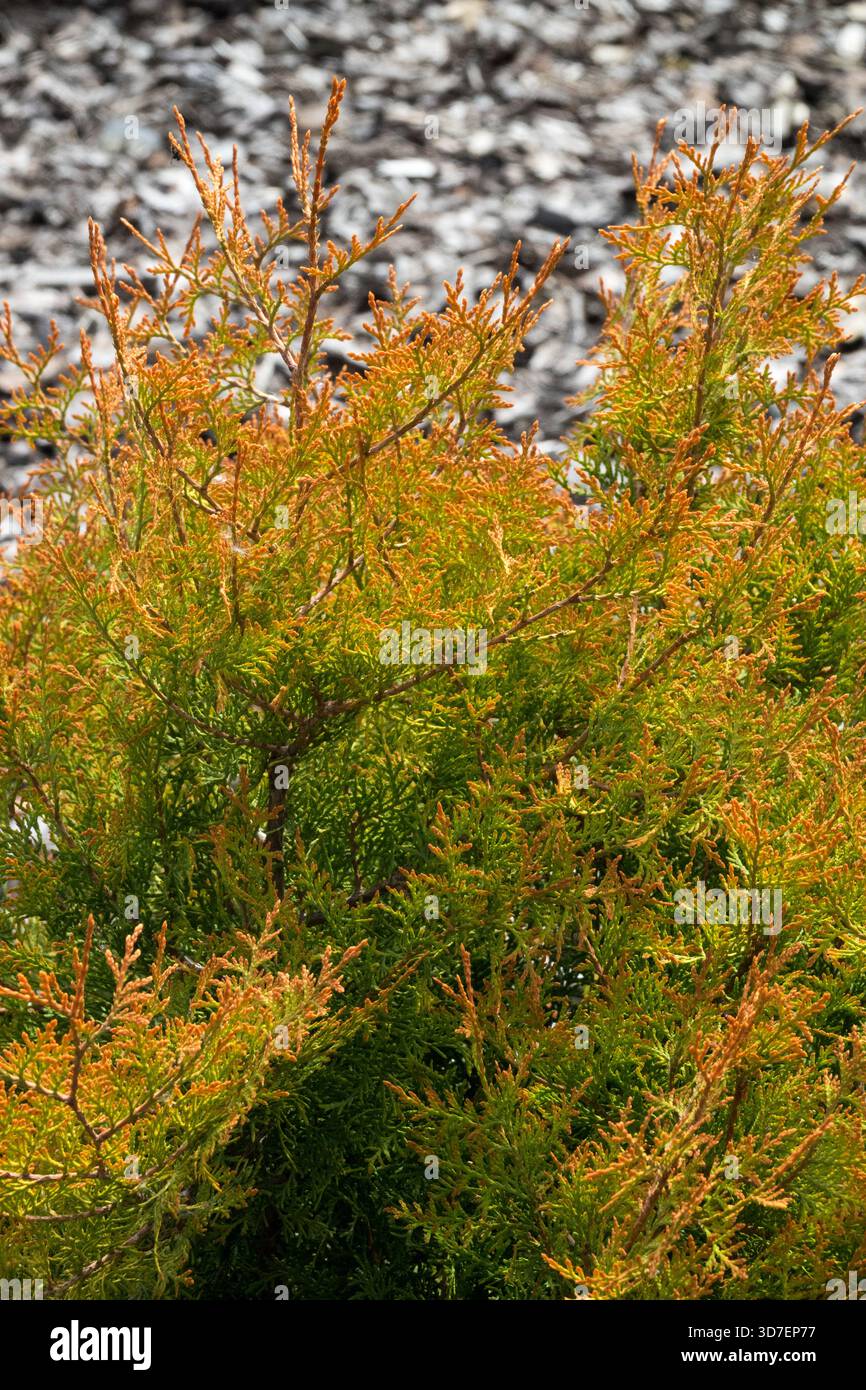 Thuja occidentalis 'chef du feu' cèdre blanc du Nord Banque D'Images