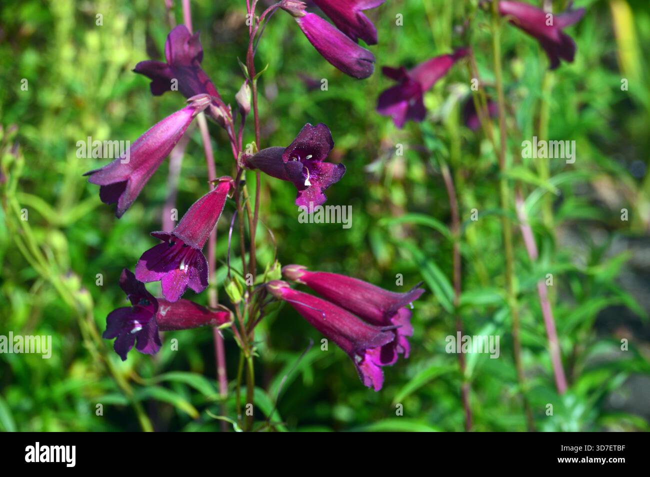 Purple Penstemon 'Pensham Plum Jerkum' (série Pensham) fleurs exposées dans les frontières au RHS Garden Harlow Carr, Harrogate, Yorkshire, Angleterre, Royaume-Uni Banque D'Images