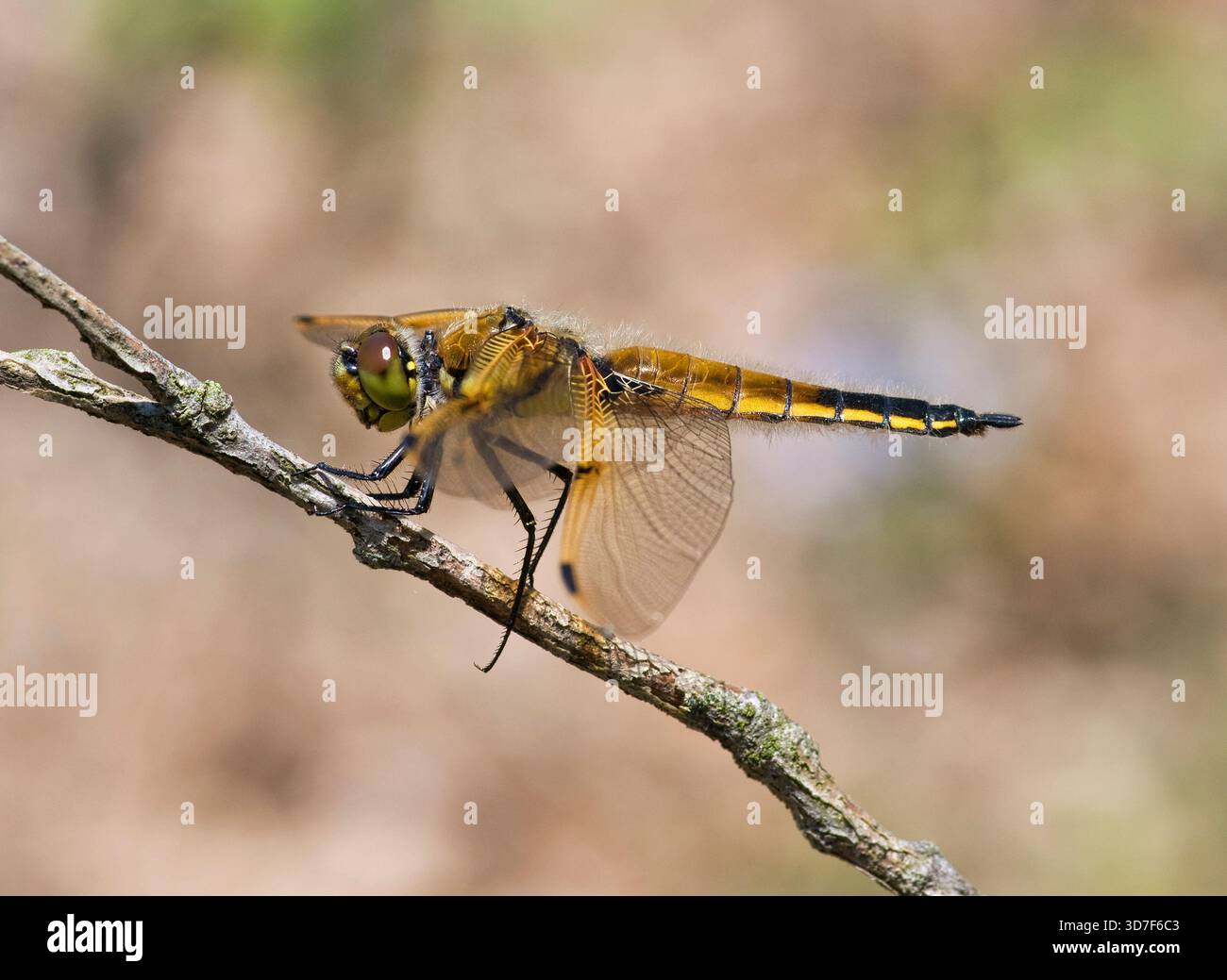 Skimmer à quatre taches (Libellula quadrimaculata) perché sur une brindille mince dans une zone naturelle du sud-est du Wisconsin. Banque D'Images