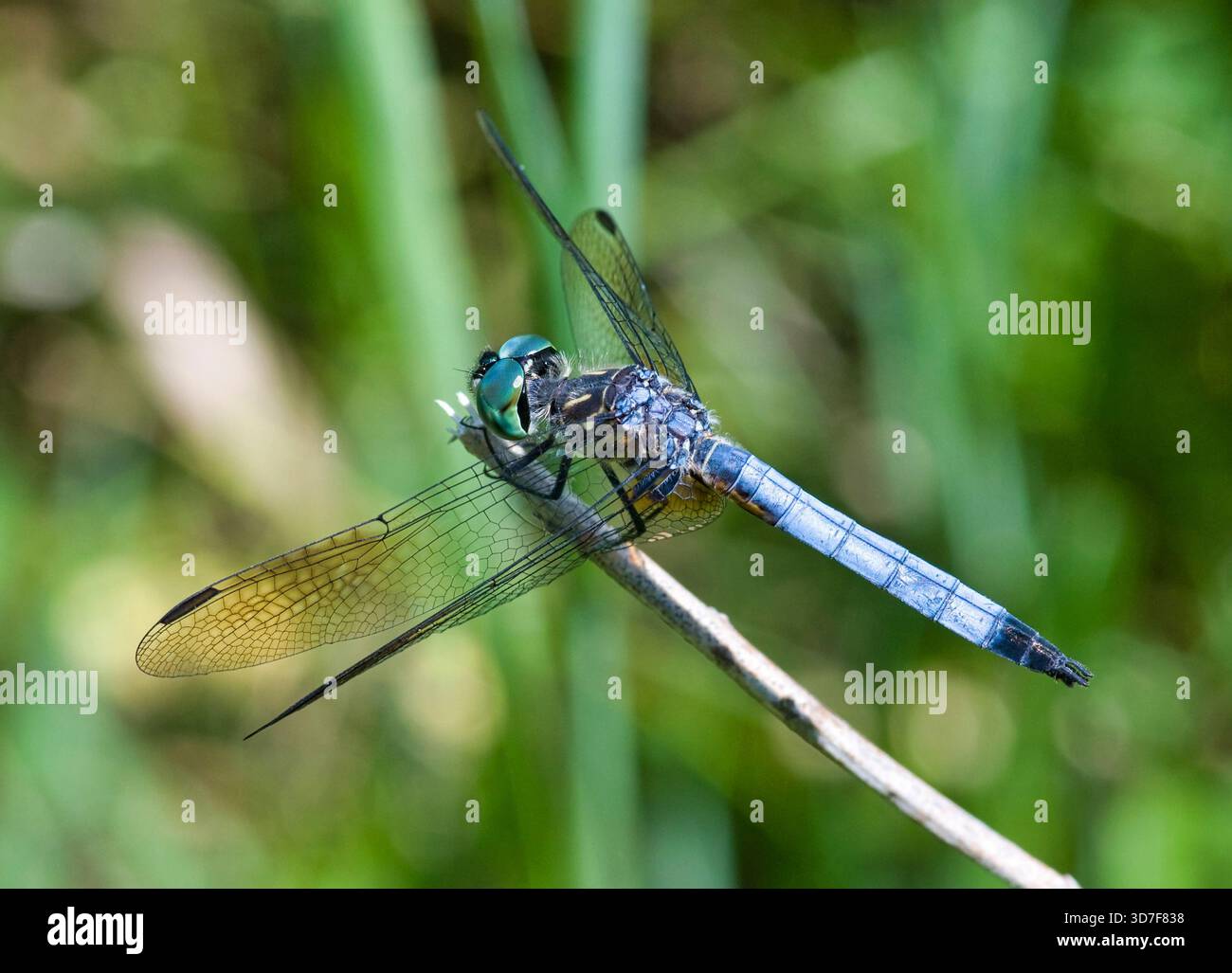 Libellule Dasher bleu mâle perchée sur une tige dans une prairie du Wisconsin, se reposant entre les vols de chasse pendant l'été. Banque D'Images